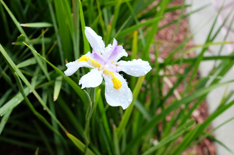 20140325_1448irisweb