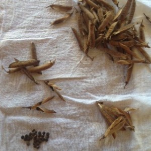 Harvesting Cupani Seeds