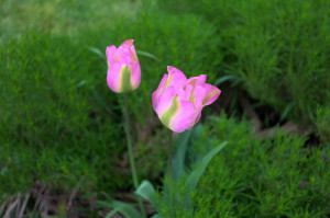 Beautiful tulips at Pie Cottage blooming after April showers.