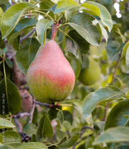 A pear for pie!
