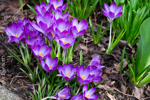 crocus-6315